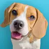 🌸Fan page🌸 - @beaglebasil_fanpage0 - TikTok