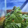 Onion_the_bearded_dragon - @the_onion_and_basil_page - TikTok