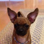 Basil Patterson - @basilpestopanini - Instagram