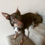 Hazel Basil Powell - @puppy.hazelbasil - Instagram