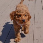 Basil Quinn - @basildoodle - Instagram