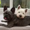 Basil&Riley - @basilandriley - TikTok