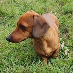 Basil Roberts - @basil.doxie - Instagram