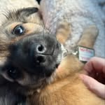 Sir Basil Exposition Robinson - @basil.the.chiweenie - Instagram