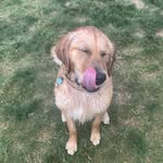 Basil - @basil_rocks20 - Instagram