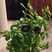 Basil Rodriguez - Facebook
