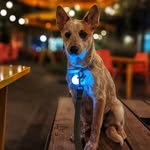 Basil Rodriguez -Tran - @basilwiththegoodears - Instagram