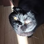 Basil - @basil.scottishfold - Instagram