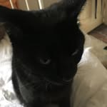 Basil Scott - @kitty_babble - Instagram