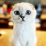 Basil Scottish Fold - @basil_the_hungry_scottish_fold - Instagram