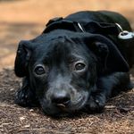 Basil Shaw - @thesweetbasilpup - Instagram