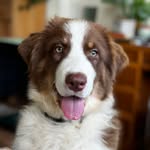 @basil.aussie.shepherd - Instagram