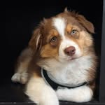 basil 🌿 - @basil.the.aussie.shepherd - Instagram