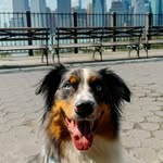 Basil 🌿 - @basil.the.australian.shepherd - Instagram