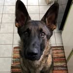 Basil 🌿 CGC - DJ - CGCA - @basiltheshepherd - Instagram