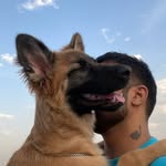 Basil- the cutest german shepherd - @basilgsd - Instagram