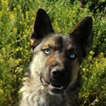 Basil Bailey - @basil_thehuskyshepherd - Instagram