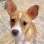 Basil Bean Shepherd - @livin_in_the_good_life - Instagram
