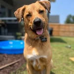 Basil C- German Shepherd mix 🐾 - @itsa_me_basil_ - Instagram
