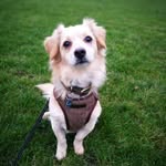 Basil Duncan-Shepherd - @basilthekokoni - Instagram