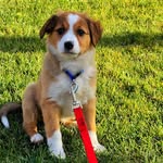 Basil The English Shepherd - @basil_e_shepherd - Instagram