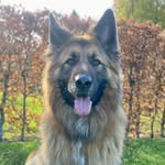 Basil the German Shepherd - @basilthegsdog - Instagram