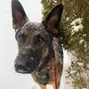 basiltheshepherd - @basiltheshepherd8 - TikTok