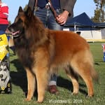 Glenn Moore - @basil_the_belgian_shepherd - Instagram