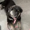 user3192454579063 - @basilthegoldenshepherd - TikTok