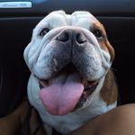 Basil_Charlie_Stewart - @big_boy_basil_the_bulldog - Instagram