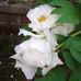 Bathsheba Grant - Facebook