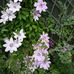 Bathsheba Jones - Facebook