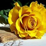 batool amini - @batool8304 - Instagram