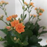 batool.amini - @b.amini38 - Instagram