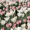 Batool Ibrahim - @batool.ibrahim52 - TikTok
