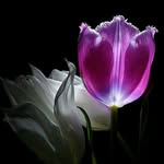 @batool_sadeghifard - Instagram