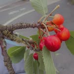 Batul Ali - @batul7030 - Instagram