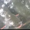 Bau Van - @bau.van6 - TikTok