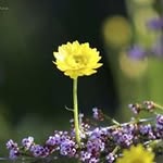 Bawi Thang - @adhaskj - Instagram