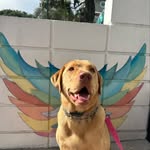 baxter and ruby - @baxter_and_ruby_armstrong - Instagram