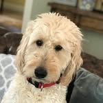 Baxter Armstrong - @baxter_the_dog123 - Instagram