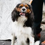 Baxter Lam-Barrett - @baxter_the_beaglier - Instagram