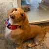Baxter & Bell - @baxterandbell - TikTok