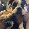 Baxter & Bella - @baxterbella2019 - TikTok