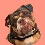 Baxter & Lily Belle - @baxter.lilybelle - Instagram