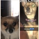 Baxter and Belle - @baxter_belle - Instagram