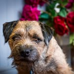 Baxter Bell - @baxter_nerys_bell - Instagram