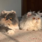 BELLA & BAXTER - @__bella_baxter_ - Instagram