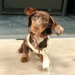 Chorizo Baxter-Bell - @ritzy_dash - Instagram