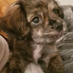 🐾 🐾 Baxter Benson 🐾 🐾 - @baxtersayswoof - Instagram